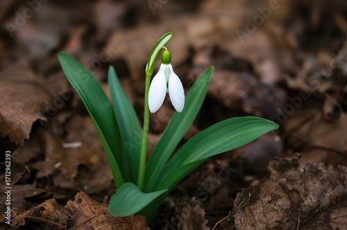 The charming white snowdrop...