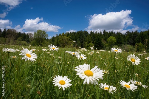 Blooming daisy blossoms in ...