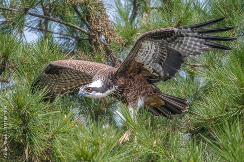 The Osprey Bird (Pandion Ha...