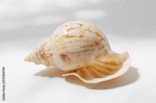 A seashell isolated on a pl...
