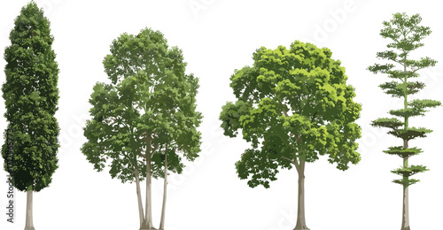 PrintCollection of various green trees, deciduous and evergreen vector illustration, isolated on white background, forest landscape element for design