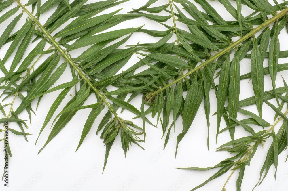 Obraz premium Essential oils extracted from tea tree leaves, viewed from below against a white background