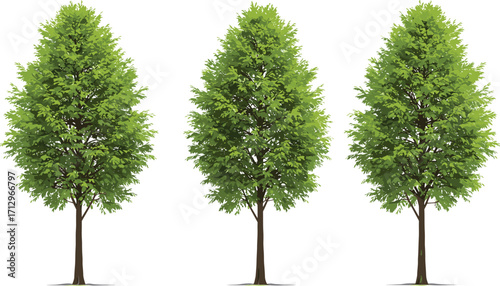 PrintSet of garden bushes, green shrubs, trimmed foliage, topiary plants, realistic leafy elements, landscape vector, isolated nature design clipart