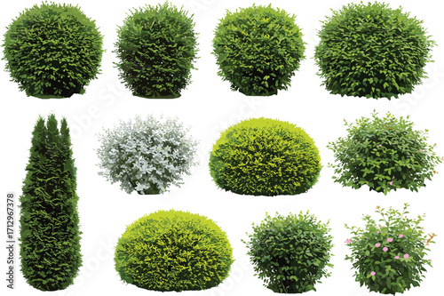 PrintSet of green bushes, garden shrubs, trimmed hedges, topiary plants, realistic foliage, isolated elements, landscape vector, decorative nature clipart