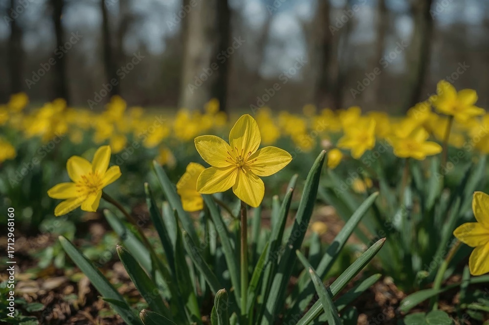 Fototapeta premium Bright yellow spring blooms in the natural environment