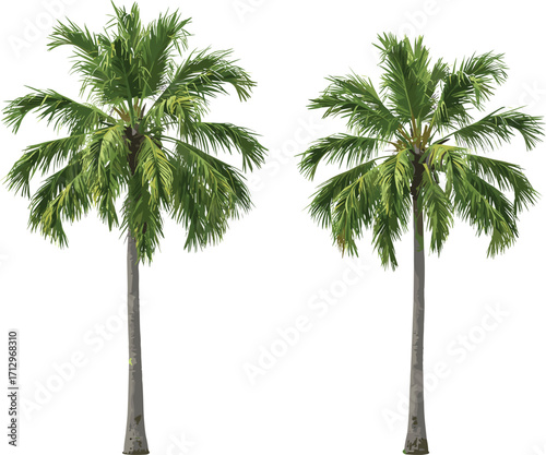PrintTropical Coconut Palm Trees Isolated on White Background, Vector Illustration for Nature, Landscape, Summer, and Vacation Design Projects