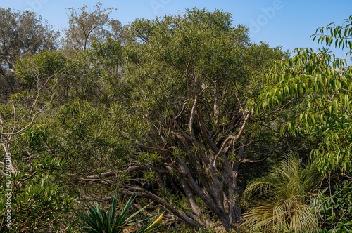 Wallpaper Mural The Monkey Tail Tree Commonly Called Araucaria Torontodigital.ca