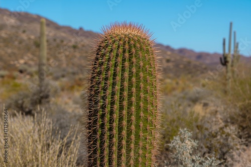 Stenocactus multicostatus S...
