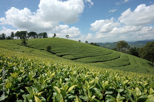 Tea fields in a mountainous...