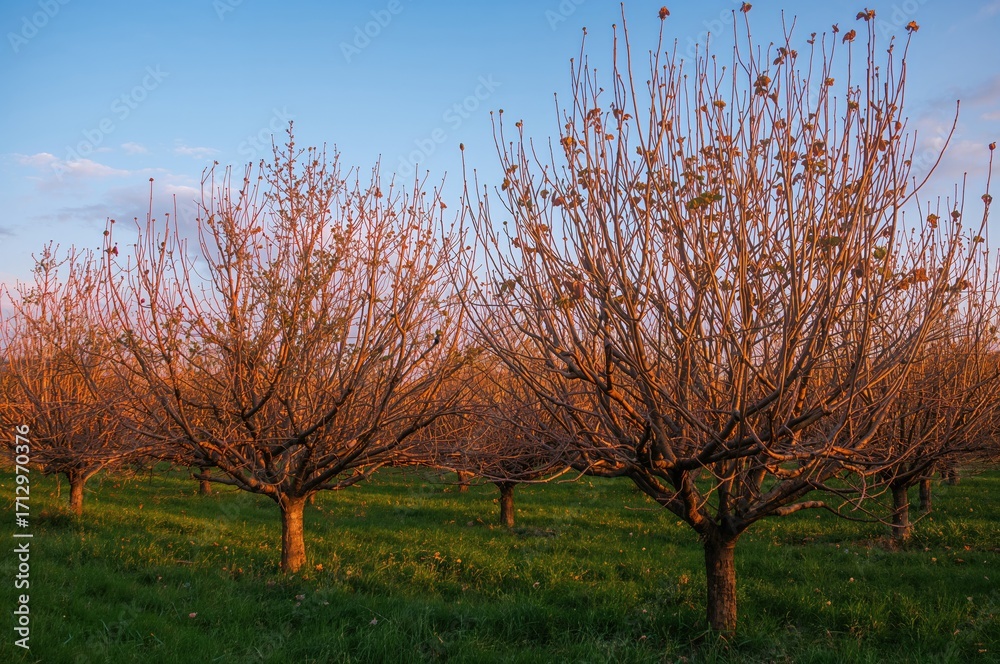 Obraz premium A tranquil snowy orchard bathed in warm sunlight, radiating calm and minimalism.
