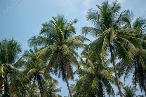 Lush green palm trees again...