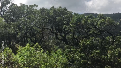 Wallpaper Mural Exploring the Lush Greenery of Sri Lanka Torontodigital.ca