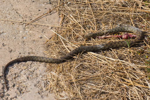 A Dead Serpent is Lying in the Dry Grass on a Hot Early Autumn Day