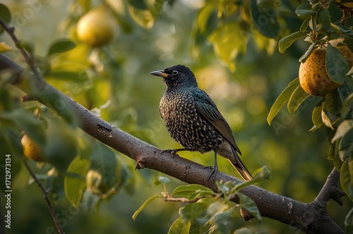 Starling Perched on a Branc...