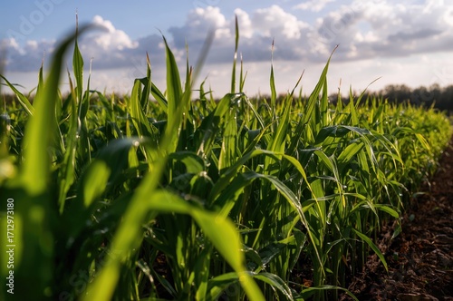 Young corn crops illuminate...