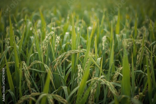 Close-up of rice grains in ...