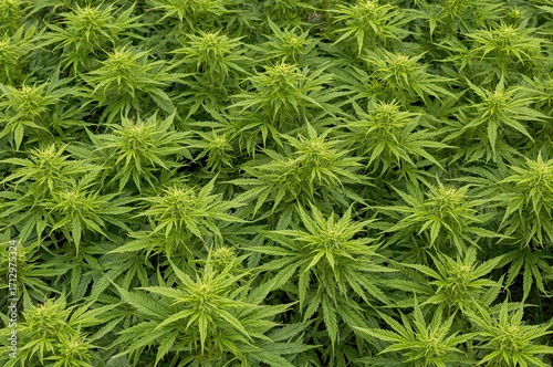Massive cannabis crop with ...