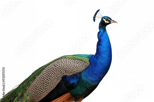 Large Stunning Peacock Agai...