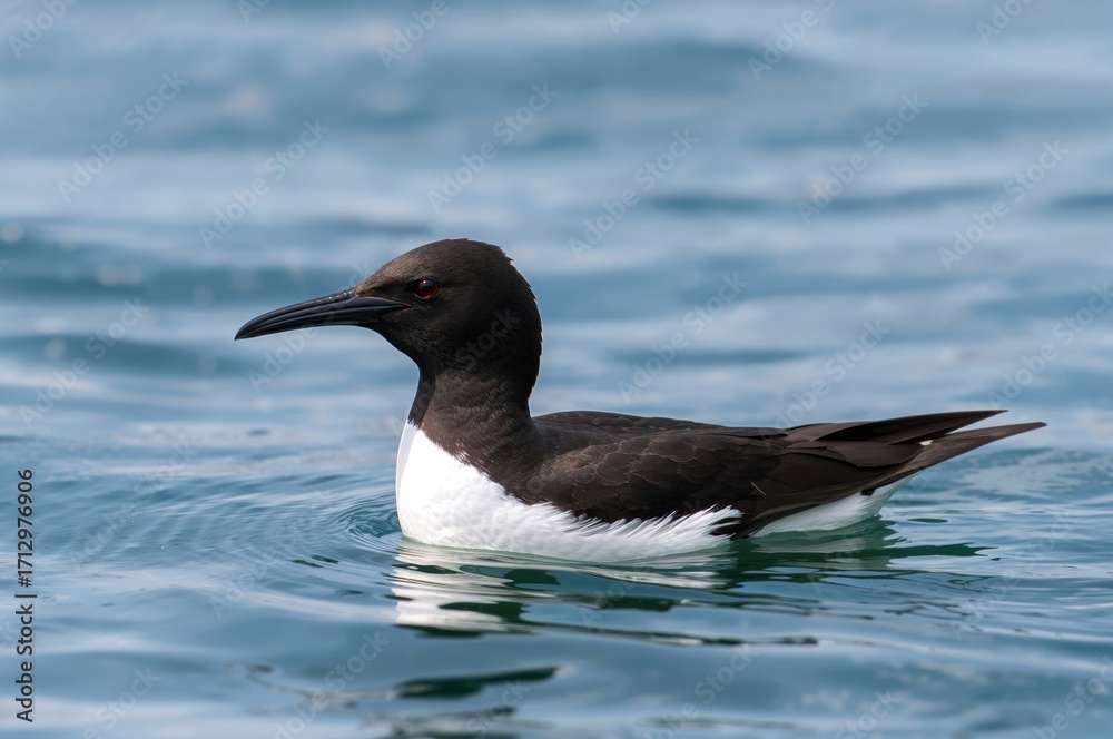 Fototapeta premium Thick-billed Murre standing by the ocean in summer