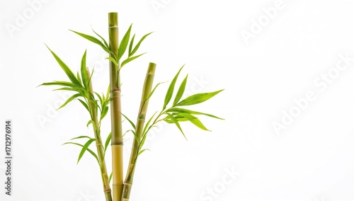 Three Lucky Bamboo Stalks A...