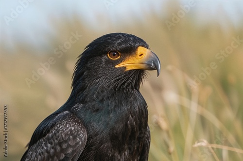 Striped caracara bird in it...