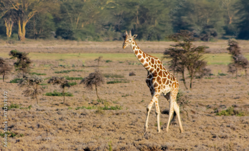 Obraz premium Giraffe in the wild nature. Giraff family in African savana on dry grass at safari game wild nature in Masai Mara, Amboseli, Samburu, Serengeti and Tsavo national parks of Kenya and Tanzania. Jiraff
