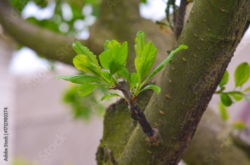 Grafting a different plum variety onto an old plum