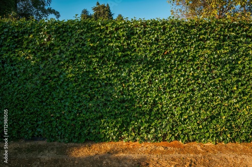 Lush ivy-covered wall perfe...