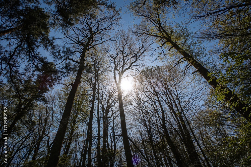 Fototapeta premium Sunlight Filtering Through Tall Tree Canopy in a Forest