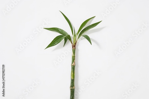 Single sugar cane stalk on ...