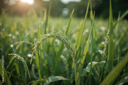 The rice crop is developing...