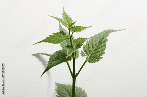 Photo of a medicinal herb o...