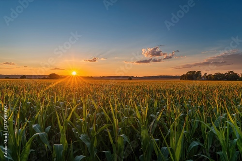 Golden cornfield under the ...