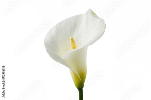 Elegant white zantedeschia ...