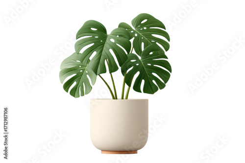 Elegant monstera plant in minimalist beige pot, cut out