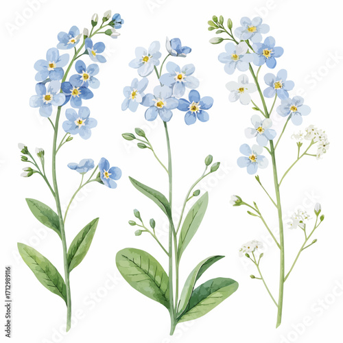 Watercolor illustration of three forget me not flower stems with leaves and buds on a white background