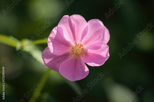 Detailed view of a single pink blossom