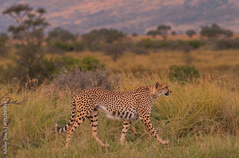 Fototapeta premium A wild cheetah roaming in a vast African savanna