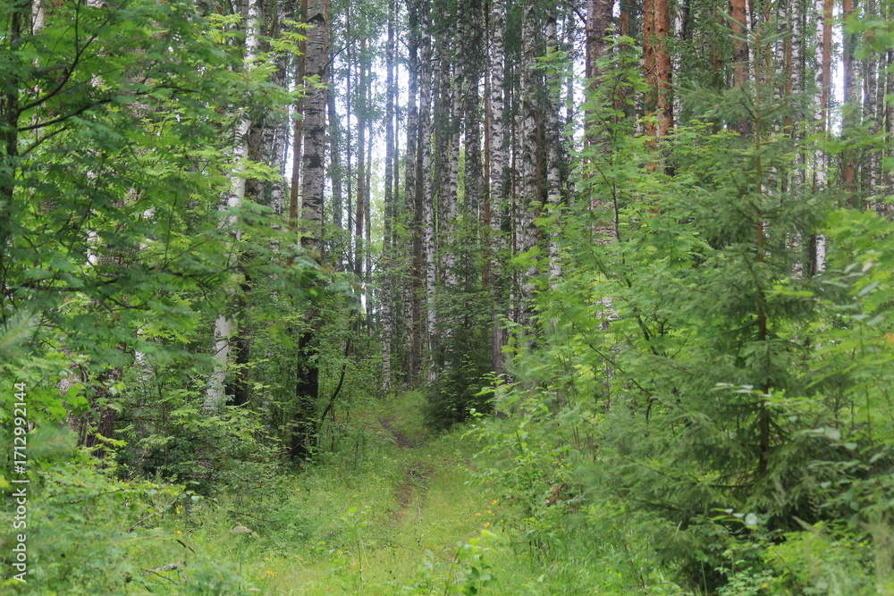 Fototapeta premium A path in a summer forest