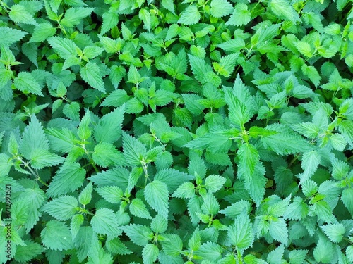 Wallpaper Mural Beautiful nature photos Torontodigital.ca