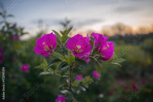 Morning sky over a garden filled with bougainvillea