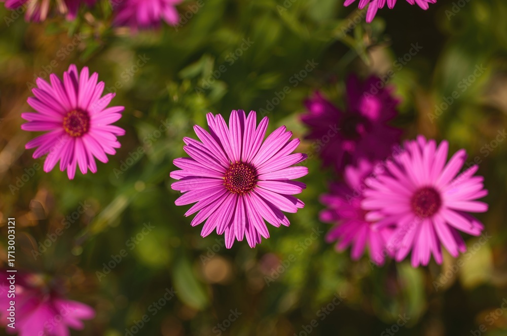 Fototapeta premium Close-up of a vibrant pink Aster Amellus on a sunny afternoon with a soft-focus green foliage backdrop
