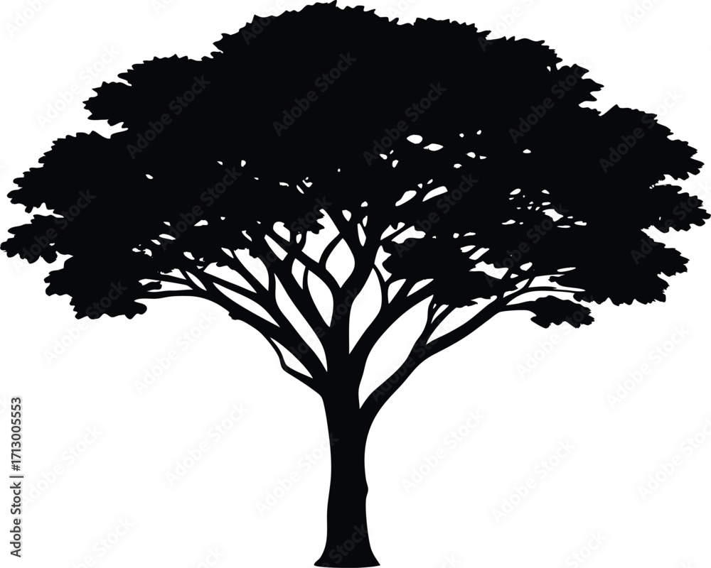 Fototapeta premium Acacia Tree Silhouette Illustration | Acacia Tree Vector Design