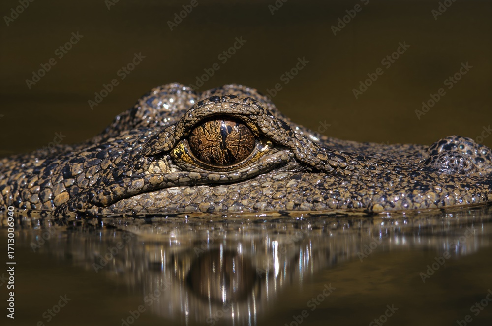 Fototapeta premium Close-up view of the eye of a small caiman species with water reflection
