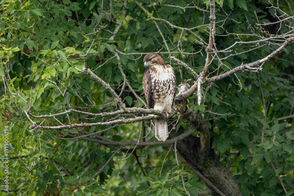 Obraz premium red tailed hawk hunting from a tree