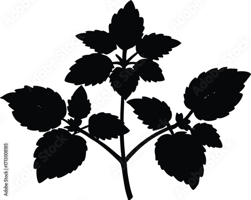 Lemon Balm Silhouette Illustration | Lemon Balm Herb Vector Design