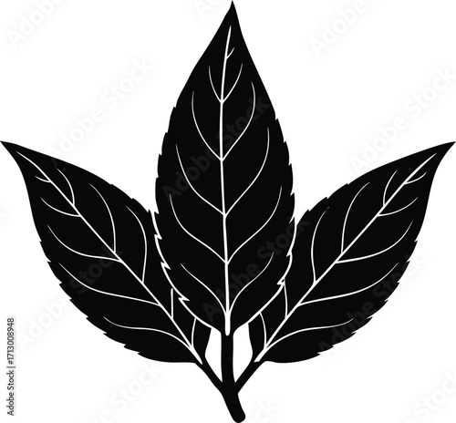 Sage Leaf Silhouette Illustration | Sage Herb Vector Design