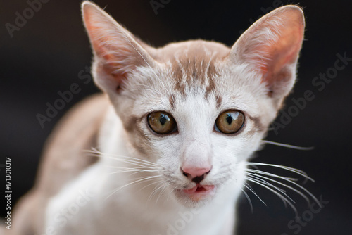 Portrait face of Thai cat short hair with Siamese cat breed on blurry background. Cat looking. Pet and animal lover.