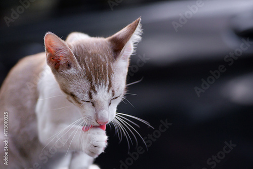 The Thai cat Siamese cat breed with lick on the leg on foot on blurry background. Concept of cat cleaning body.