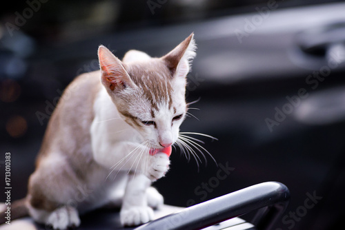 The Thai cat Siamese cat breed with lick on the leg on foot on blurry background. Concept of cat cleaning body.